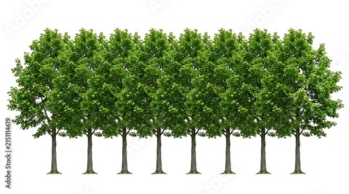 A Row of Uniform Green Deciduous Trees Isolated on White.
