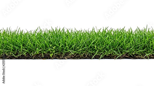 Fresh Green Grass Border Isolated on White Background.
