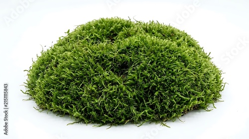Fresh Green Moss Clump Isolated on White Background.