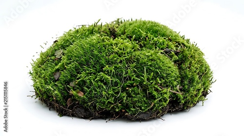 Fresh green moss clump isolated on white background.