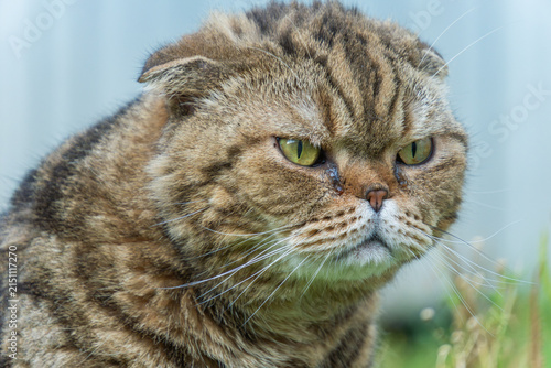 Quadro su tela Exotic shorthair cat with distinctive facial features and striped fur sitting in