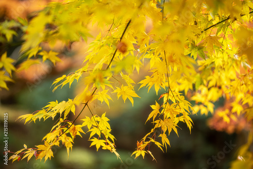 a close-up shot of vibrant yellow maple leaves on a branch, bathed in soft sunlight. The background is a blur of warm autumn colors, evoking a sense of tranquility and the changing seasons