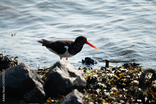 black oystercatcher on rocky beach