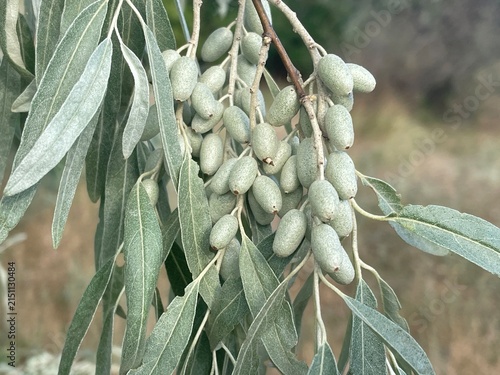 Close Up of Unripe Silver Berry Fruits and Green Leaves on a Branch of Elaeagnus Angustifolia