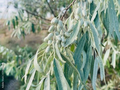 Close Up of Unripe Silver Berry Fruits and Green Leaves on a Branch of Elaeagnus Angustifolia