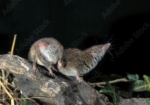 Crocidura Russula, Greater White-Toothed Shrew, House Shrew, Insectivora, Insectivora, Mammals, Shrew, Mammals
