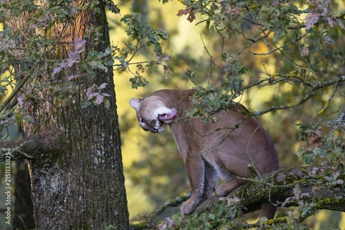 One adult cougar, Puma concolor, rests on a big branch high up in an oak tree