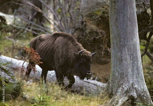 Artiodactyl, bison bonasus, European bison, even-toed ungulate, cloven-hoofed, bison, mammals, mammals