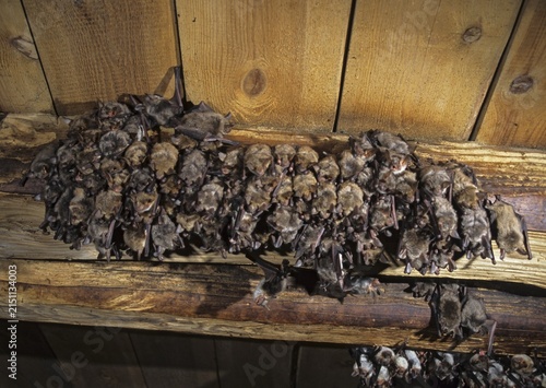 Greater mouse-eared bat, mouse-ear, myotis myotis, bats, chiroptera, ffh, bats, mammals, mammals, weekroom