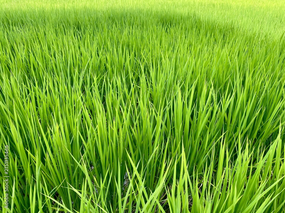 Fototapeta premium Vibrant close-up shot of a lush green rice paddy field, showing the dense growth of young rice plants under natural light