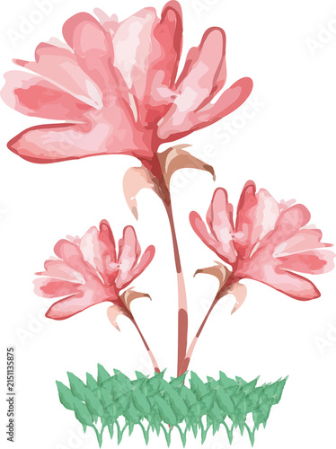pink lily flower watercolor