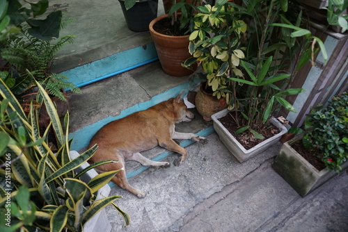 Canvas Print Potted plants surrounding colorful outdoor steps and a dog