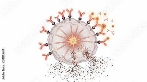 Mast cell releasing mediators during an allergic reaction