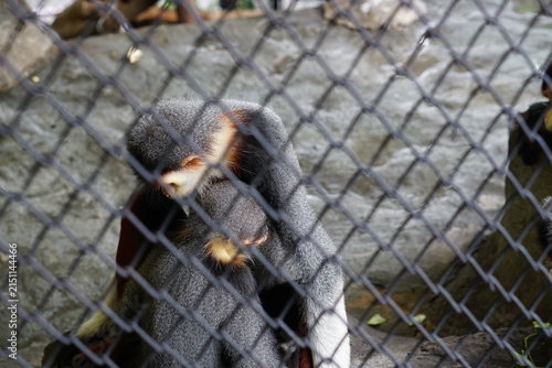 Картината върху платно Primate behind wire fence in an animal enclosure