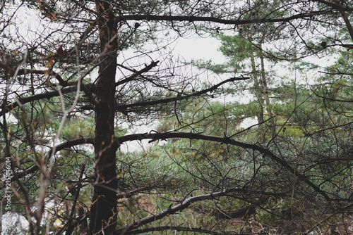 Pine tree trunk and branches in winter