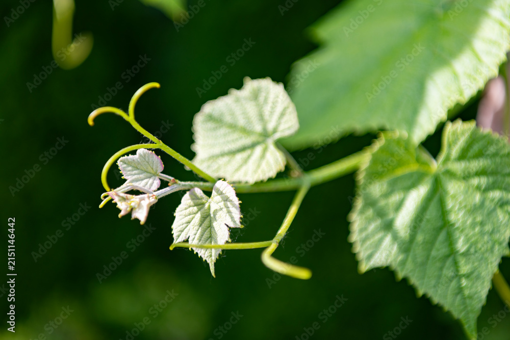 Obraz premium Grapevine leaves shine with fresh green color in the vineyard. Nature grapevine while grape cultivation farm. Grapevine green leaves of grapes in vineyard nature