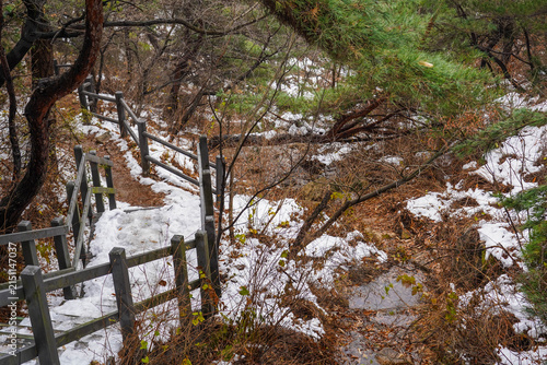 Wooden stairs hiking trail in winter pine forest
