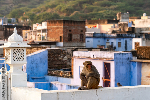 India. Rajasthan. Bundi. A rhesus macaque sitting on a low wall, looking out over the rooftop terraces of the Blue City