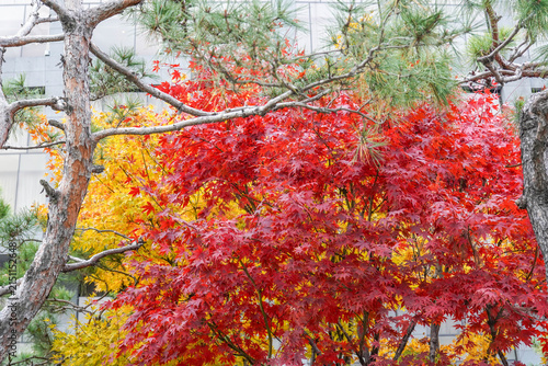 Vibrant Red And Yellow Autumn Maple Trees