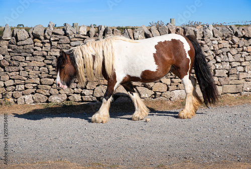 A piebald pony walks in profile along a dusty stone path beside a tall stone wall, beneath a clear blue summer sky.