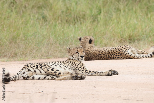 The cheetah (Acinonyx jubatus jubatus) is a species of large feline and the only living member of the genus Acinonyx. This photo was taken in Kruger National Park, South Africa.