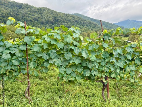 A winery with beautiful green grape vines on a mountain farm in Georgia.