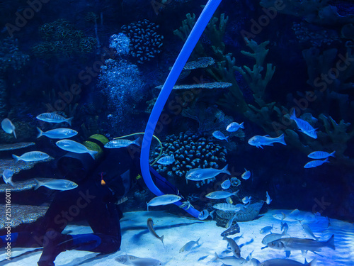 Professional diver cleaning a tropical marine aquarium