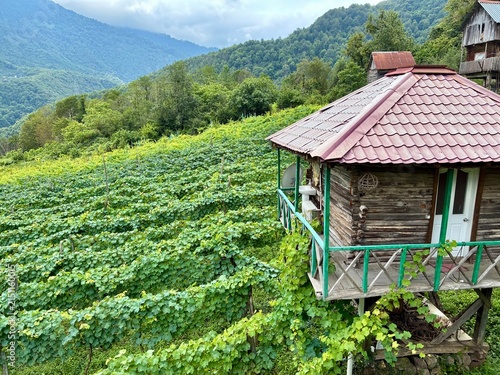 Beautiful vinery afrm in Georgia, mountain hills with vines and the small house in Adjaria area of Georgia