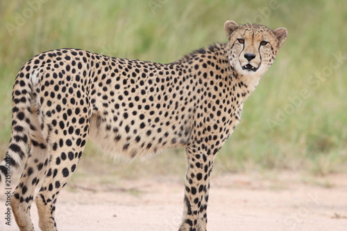 The cheetah (Acinonyx jubatus jubatus) is a species of large feline and the only living member of the genus Acinonyx. This photo was taken in Kruger National Park, South Africa.