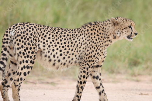 The cheetah (Acinonyx jubatus jubatus) is a species of large feline and the only living member of the genus Acinonyx. This photo was taken in Kruger National Park, South Africa.