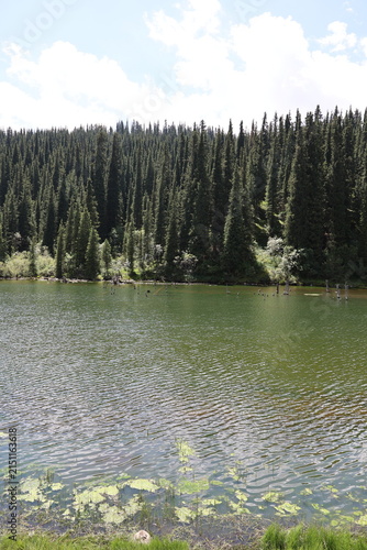 Mountain Lake and Dense Schrenk Spruce Forest in the Tien Shan Mountains of Kyrgyzstan