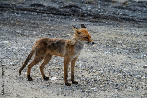 Fotografie red fox in the wild