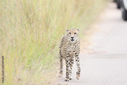 The cheetah (Acinonyx jubatus jubatus) is a species of large feline and the only living member of the genus Acinonyx. This photo was taken in Kruger National Park, South Africa.