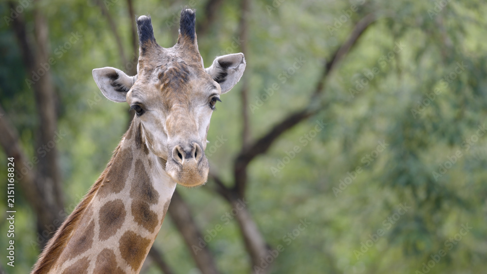 Obraz premium Close-up of a wild giraffe looking at the camera against a blurry natural green forest background. Cute safari animal headshot in a national park setting with empty copy space