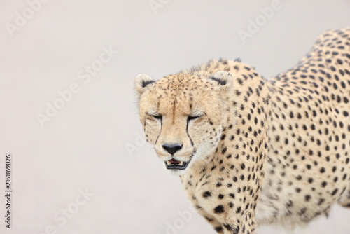 The cheetah (Acinonyx jubatus jubatus) is a species of large feline and the only living member of the genus Acinonyx. This photo was taken in Kruger National Park, South Africa.