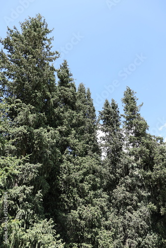 Schrenk Spruce (Picea schrenkiana) in the Tien Shan Mountains of Kyrgyzstan