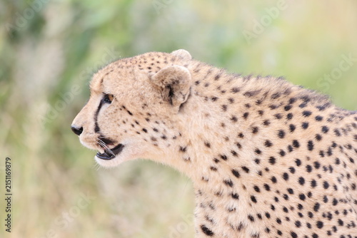 The cheetah (Acinonyx jubatus jubatus) is a species of large feline and the only living member of the genus Acinonyx. This photo was taken in Kruger National Park, South Africa.