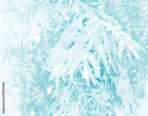 Bild auf Leinwand Trees in snow. Spruce branches. Soft winter forest background.