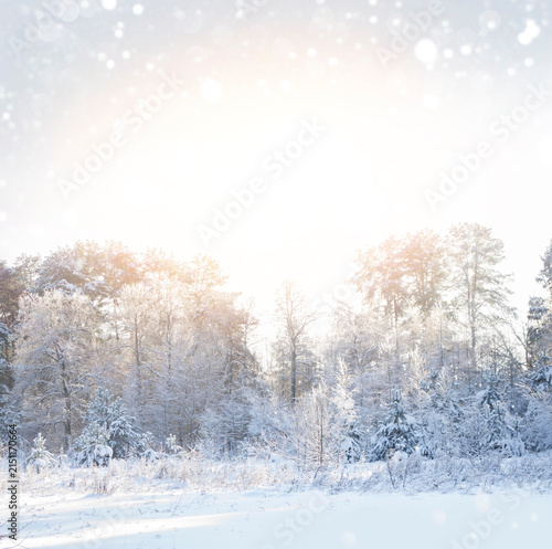 Winter forest in snow in frosty sunny weather. Landscape.