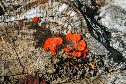 Fotografía Bright orange bracket fungi grow on weathered old tree stump
bracket fungi mushrooms growing on weathered