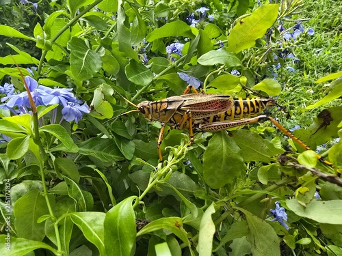 Konstfotografi grasshopper on the leaf