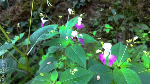 Bee Collecting Nectar from Purple and White Flowers in Natural Setting