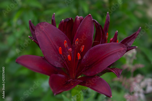 Obraz na plátne Dark purple lily flower with orange stamens.