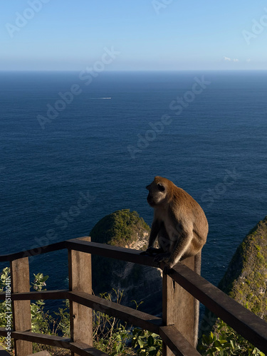 A brown monkey sits on a wooden railing overlooking a vast ocean. The scene captures a clear blue sky and calm water, emphasizing the natural beauty of the location.