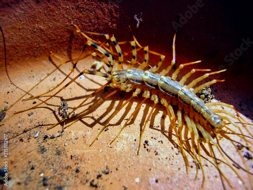 Foto Close up of Scutigera coleoptrata aka House Centipede