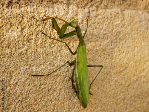 Close up of a Praying Mantis on a limestone wall
