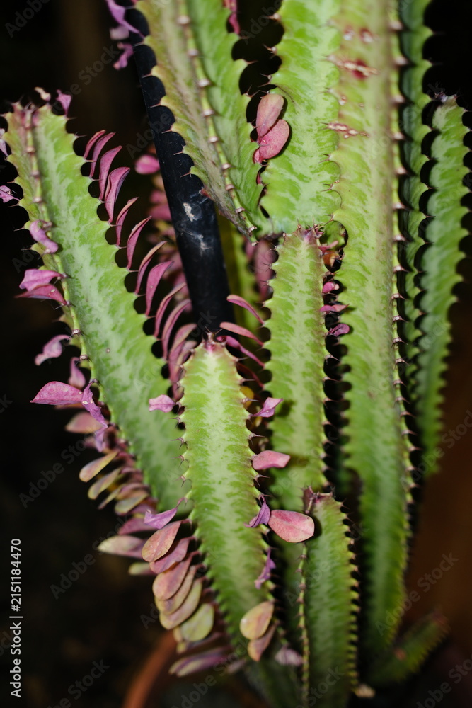 Fototapeta premium Euphorbia trigona succulent cactus with pink leaves