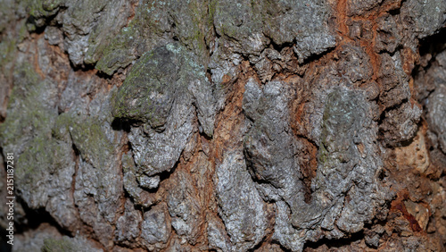 Close-up of rough tree bark texture with moss and lichen for natural backgrounds