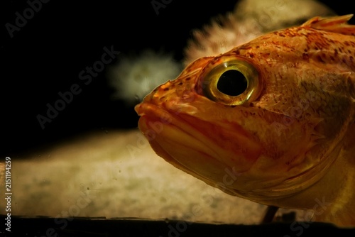 Fotografie Close-up portrait of Cape redfish Sebastes capensis