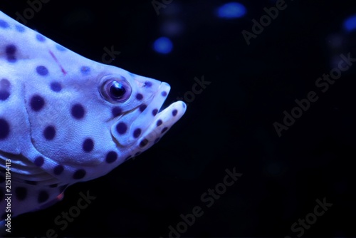 Photography Humpback grouper Chromileptes altivelis on black background